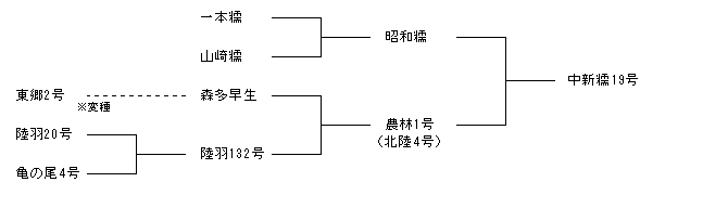 中新糯19号