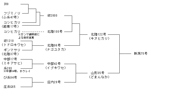 新潟75号