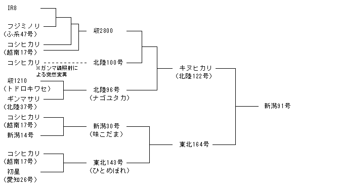 新潟91号