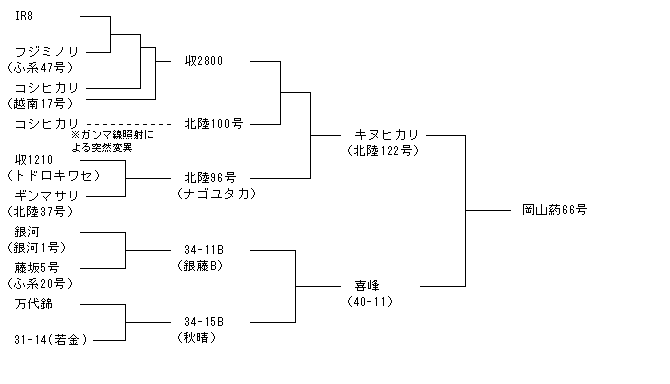岡山葯66号