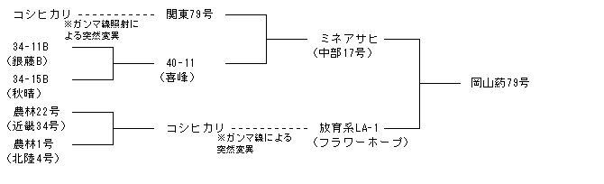 岡山葯79号