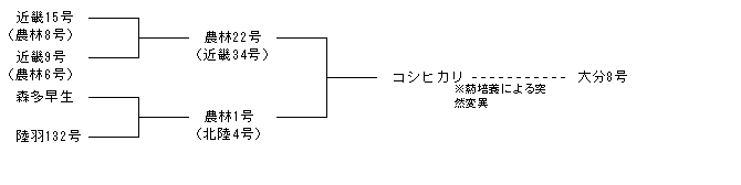 大分8号