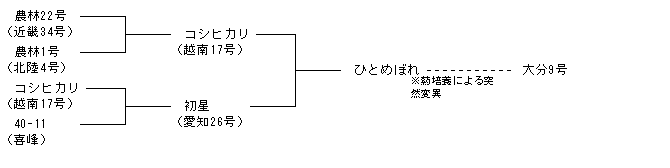 大分9号
