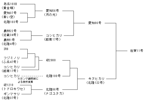 佐賀11号