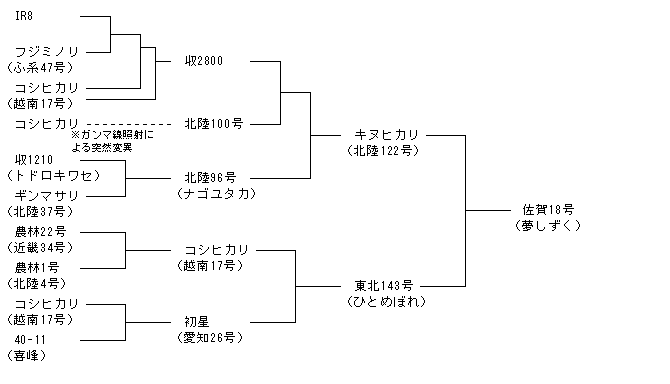 佐賀18号