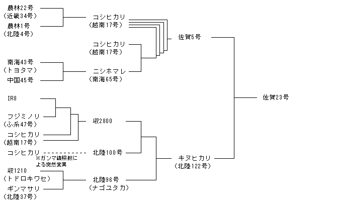 佐賀23号