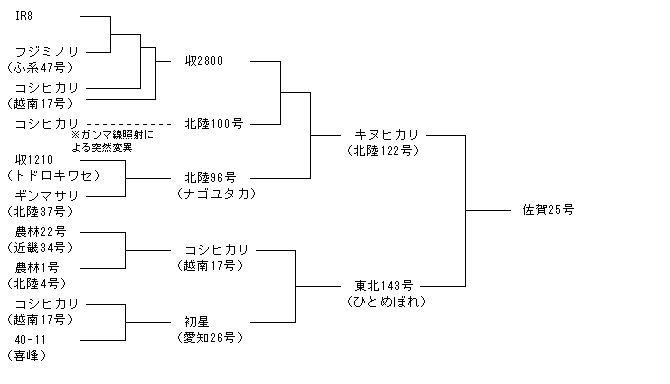 佐賀25号
