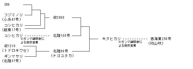 西海黄256号