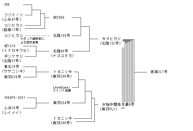 西海IL1号