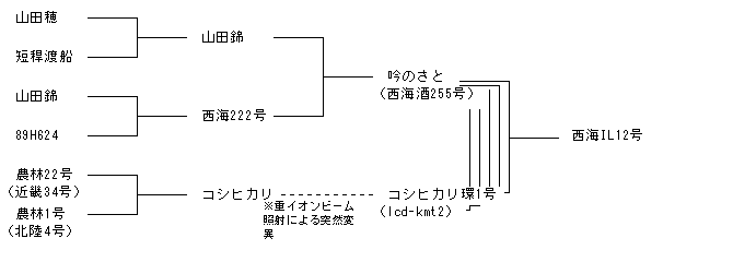 西海IL12号