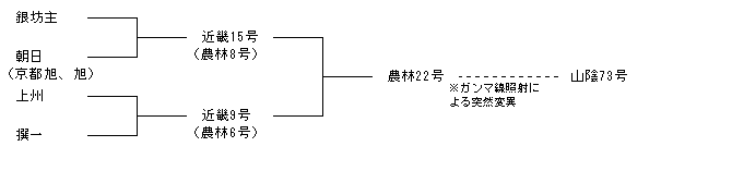 山陰73号