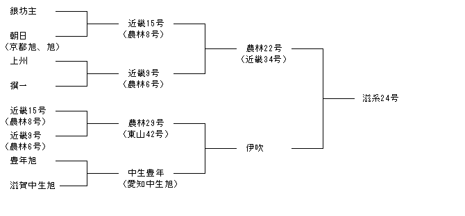滋系24号