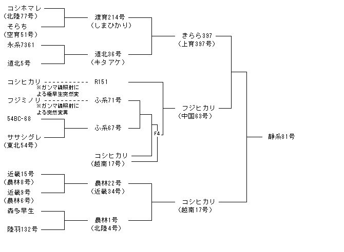 静系81号
