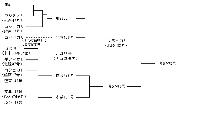 信交532号