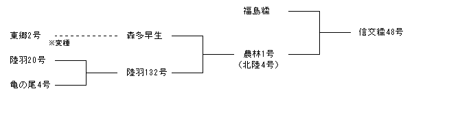 信交糯48号
