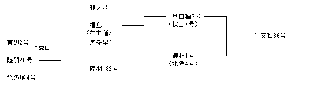 信交糯66号