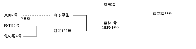 信交糯77号