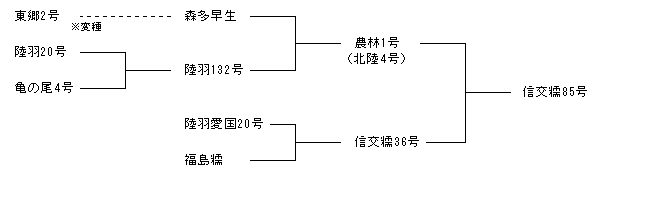 信交糯85号
