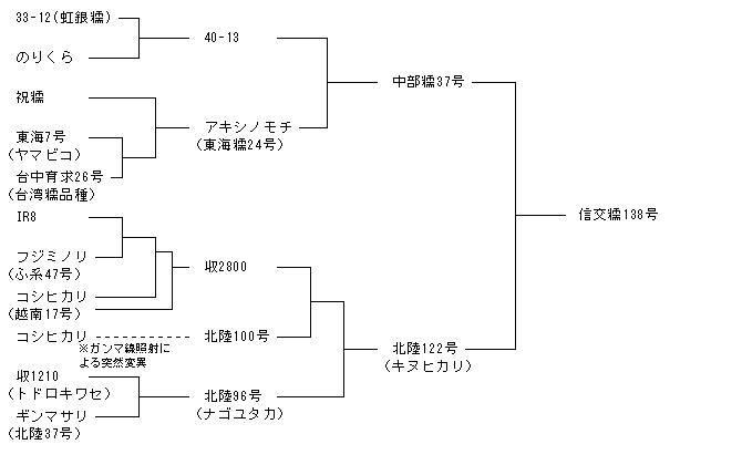 信交糯138号