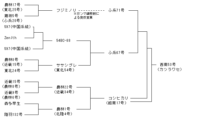 西南53号