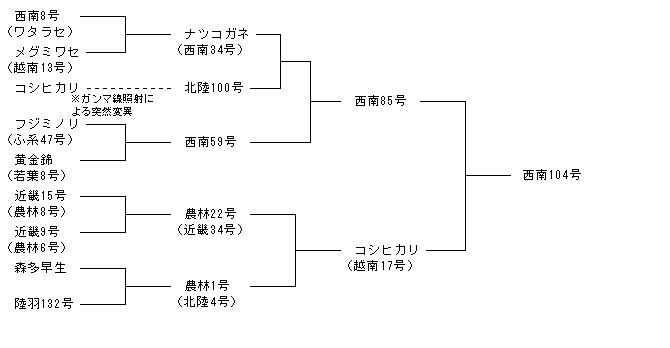 西南104号