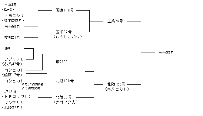 玉系93号