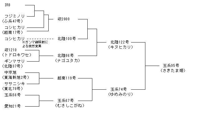 玉系95号