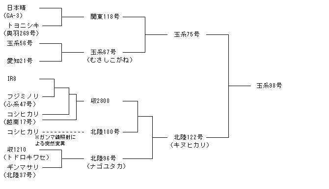 玉系98号