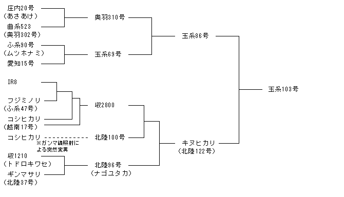 玉系103号