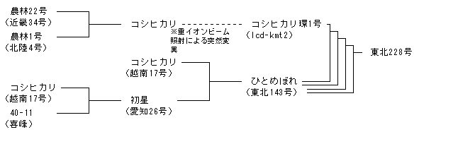 東北228号