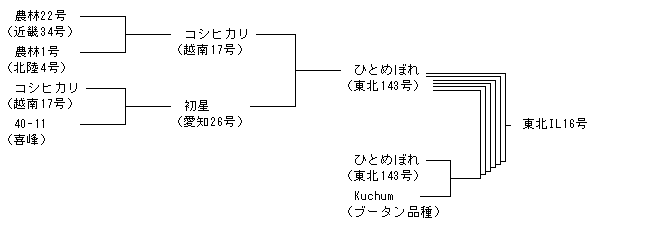 東北IL16号