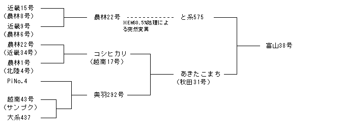 富山38号