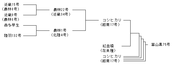 富山黒75号