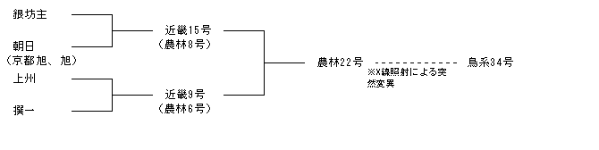 鳥系34号
