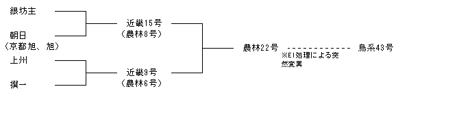 鳥系43号