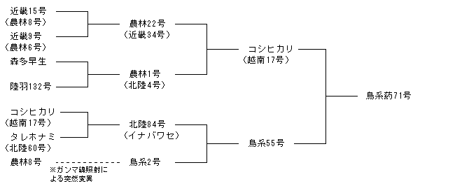 鳥系葯71号
