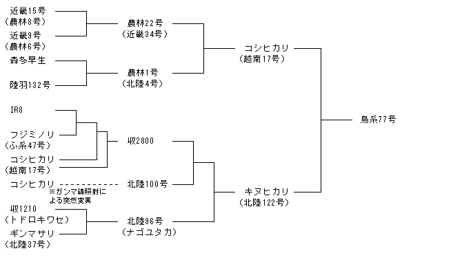 鳥系77号