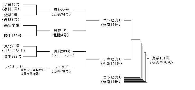 鳥系IL1号