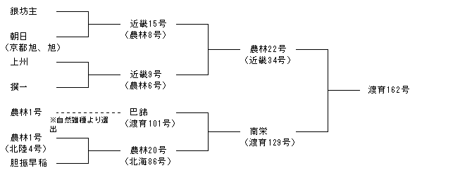 渡育162号
