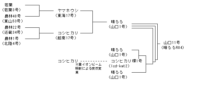 山口11号