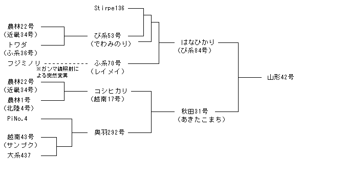 山形42号