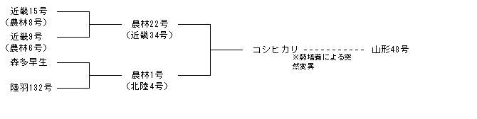 山形48号