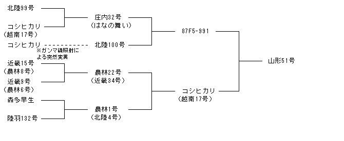 山形51号