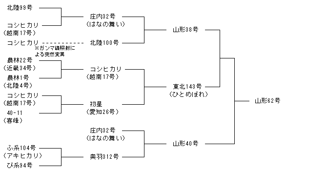 山形62号
