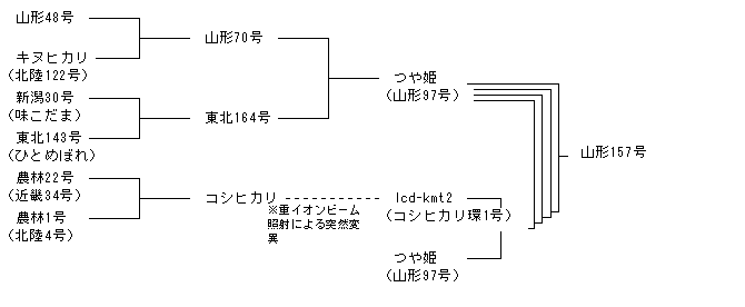 山形157号