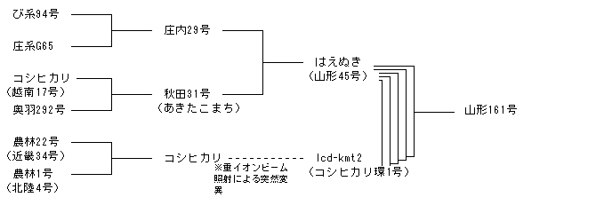 山形161号