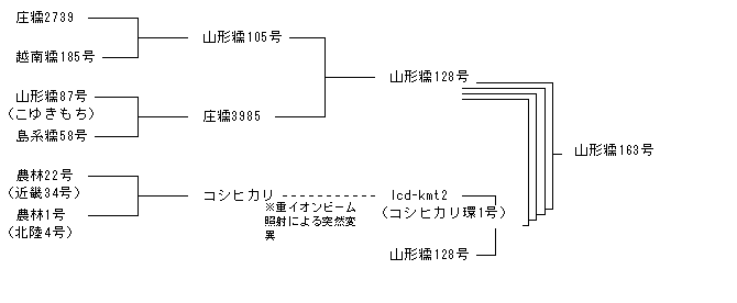 山形糯163号