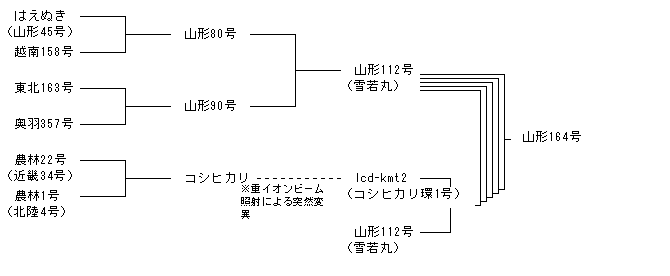 山形164号