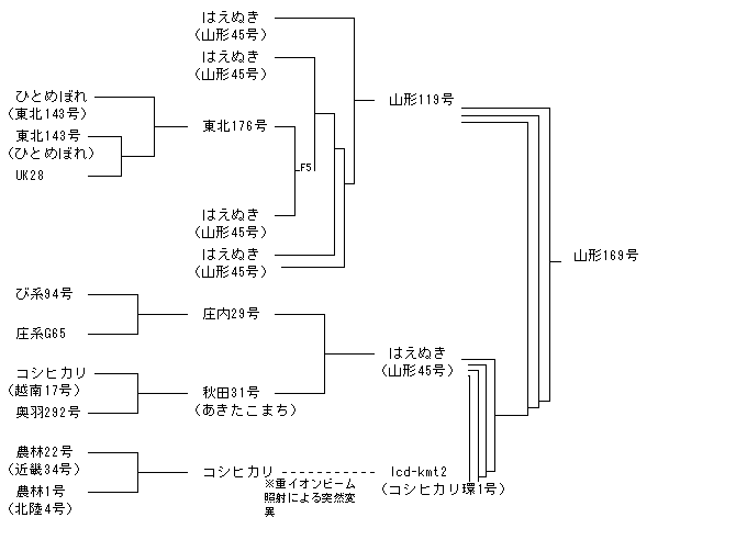 山形169号