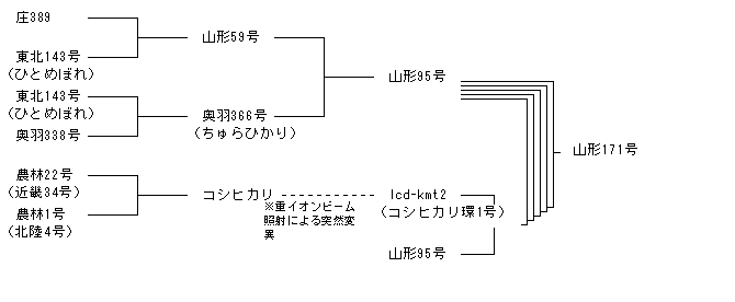 山形171号